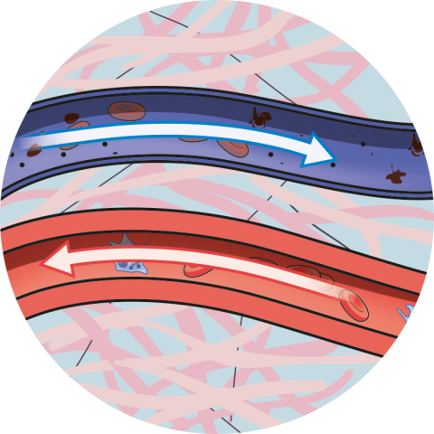 improves blood flow icon